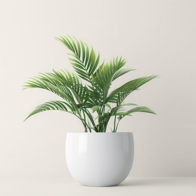 Пальма величественная - купить в Пушкино