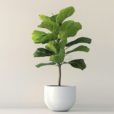 Монстера крупнолистная XXL - купить в Пушкино