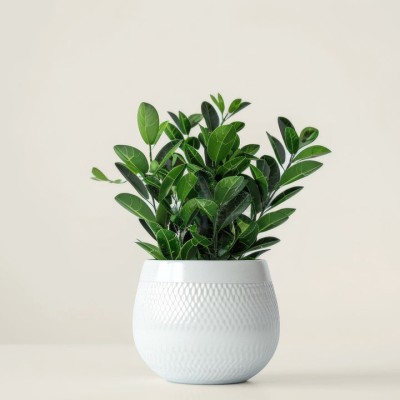 ZZ-растение - купить в Пушкино